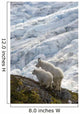 A Nanny Mountain Goat With A Young Kid Overlook A Glacier Wall Mural