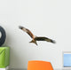 Exempted Red Kite Wall Decal