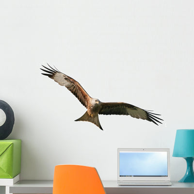 Exempted Red Kite Wall Decal shown on a wall