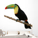 Toucan Bird Colorful White