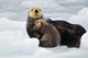 Sea Otter Mother And Pup Rest On An Ice Floe At Harvard Glacier Wall Mural
