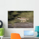 Gray Wolf Running With Blurred Background Usa Wall Mural
