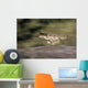 Gray Wolf Running With Blurred Background Usa Wall Mural