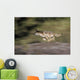 Gray Wolf Running With Blurred Background Usa Wall Mural