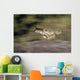 Gray Wolf Running With Blurred Background Usa Wall Mural