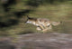 Gray Wolf Running With Blurred Background Usa Wall Mural