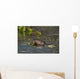 Beaver Eats Willow Leaves In A Pond Wall Mural