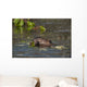 Beaver Eats Willow Leaves In A Pond Wall Mural