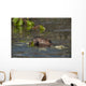 Beaver Eats Willow Leaves In A Pond Wall Mural