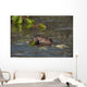 Beaver Eats Willow Leaves In A Pond Wall Mural