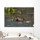 Beaver Eats Willow Leaves In A Pond Wall Mural
