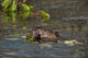 Beaver Eats Willow Leaves In A Pond Wall Mural
