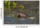 Beaver Eats Willow Leaves In A Pond Wall Mural