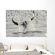 Water Spills Over The Fluke Of A Diving Killer Whale Wall Mural