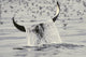 Water Spills Over The Fluke Of A Diving Killer Whale Wall Mural