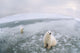 Fish-Eye Lens View Of Polar Bears On Ice At Cape Churchill Wall Mural