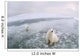 Fish-Eye Lens View Of Polar Bears On Ice At Cape Churchill Wall Mural