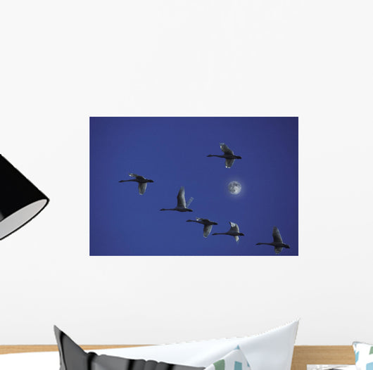Tundra Swans In Flight During Migration Wall Mural