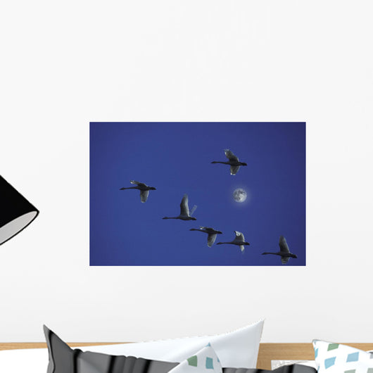 Tundra Swans In Flight During Migration Wall Mural