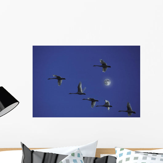 Tundra Swans In Flight During Migration Wall Mural