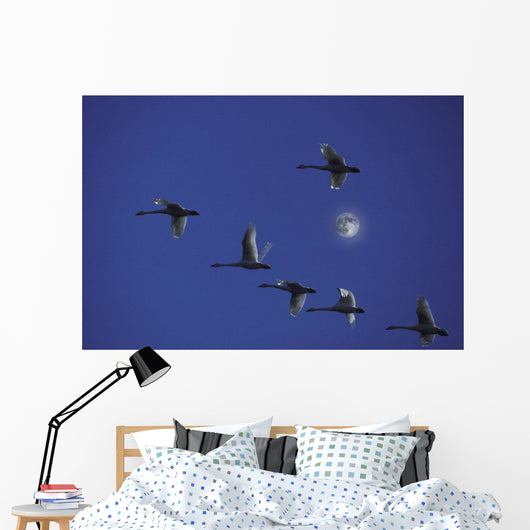 Tundra Swans In Flight During Migration Wall Mural