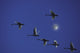 Tundra Swans In Flight During Migration Wall Mural