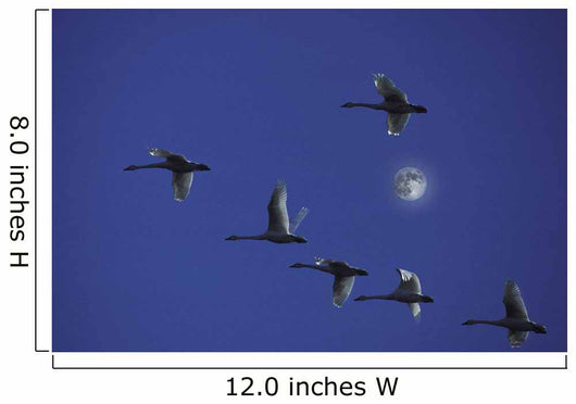 Tundra Swans In Flight During Migration Wall Mural