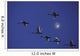Tundra Swans In Flight During Migration Wall Mural