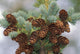 Cones Of The White Spruce Denali National Park Alaska Wall Mural