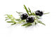 Olive Branch Wall Decal