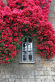 Flowers Old Wall Window