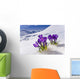 Crocus Flower Peeking Up Through The Snow Spring Southcentral Alaska Wall Mural