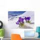 Crocus Flower Peeking Up Through The Snow Spring Southcentral Alaska Wall Mural