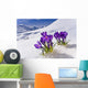 Crocus Flower Peeking Up Through The Snow Spring Southcentral Alaska Wall Mural