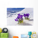 Crocus Flower Peeking Up Through The Snow Spring Southcentral Alaska Wall Mural