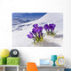 Crocus Flower Peeking Up Through The Snow Spring Southcentral Alaska Wall Mural