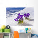 Crocus Flower Peeking Up Through The Snow Spring Southcentral Alaska Wall Mural