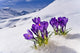 Crocus Flower Peeking Up Through The Snow Spring Southcentral Alaska Wall Mural