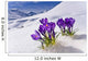 Crocus Flower Peeking Up Through The Snow Spring Southcentral Alaska Wall Mural