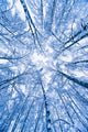 Tree Top Abstract Of A Snow Covered Birch Forest Wall Mural
