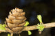 Macro Of Larch Needles And Cone During Spring, Anchorage, Alaska Wall Mural