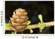Macro Of Larch Needles And Cone During Spring, Anchorage, Alaska Wall Mural