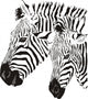 Two Zebras Wall Mural