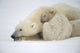 Mother Polar Bear & Cub Huddle In Snow Storm Churchill Canada Winter Wall Mural