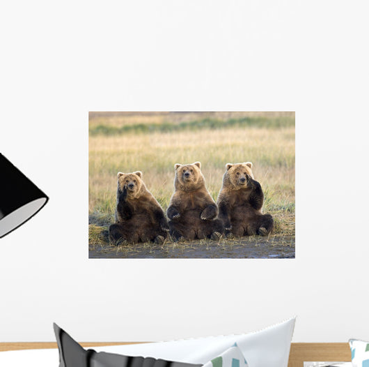 Three Grizzlies Sitting Wall Mural
