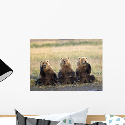 Three Grizzlies Sitting Wall Mural