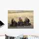 Three Grizzlies Sitting Wall Mural