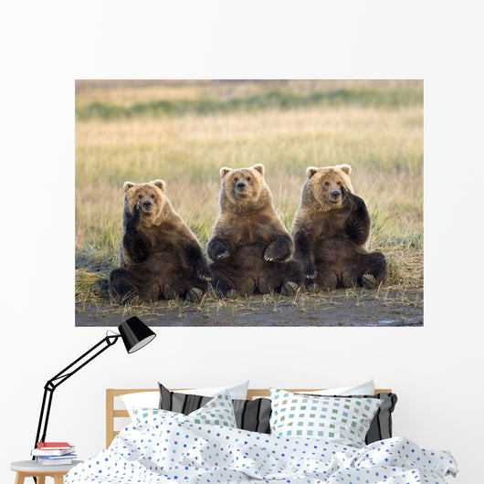 Three Grizzlies Sitting Wall Mural