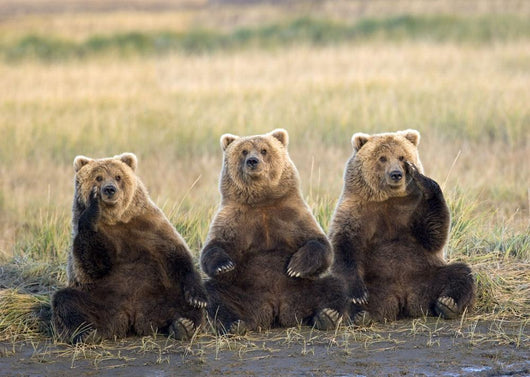 Three Grizzlies Sitting Wall Mural