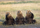 Three Grizzlies Sitting Wall Mural